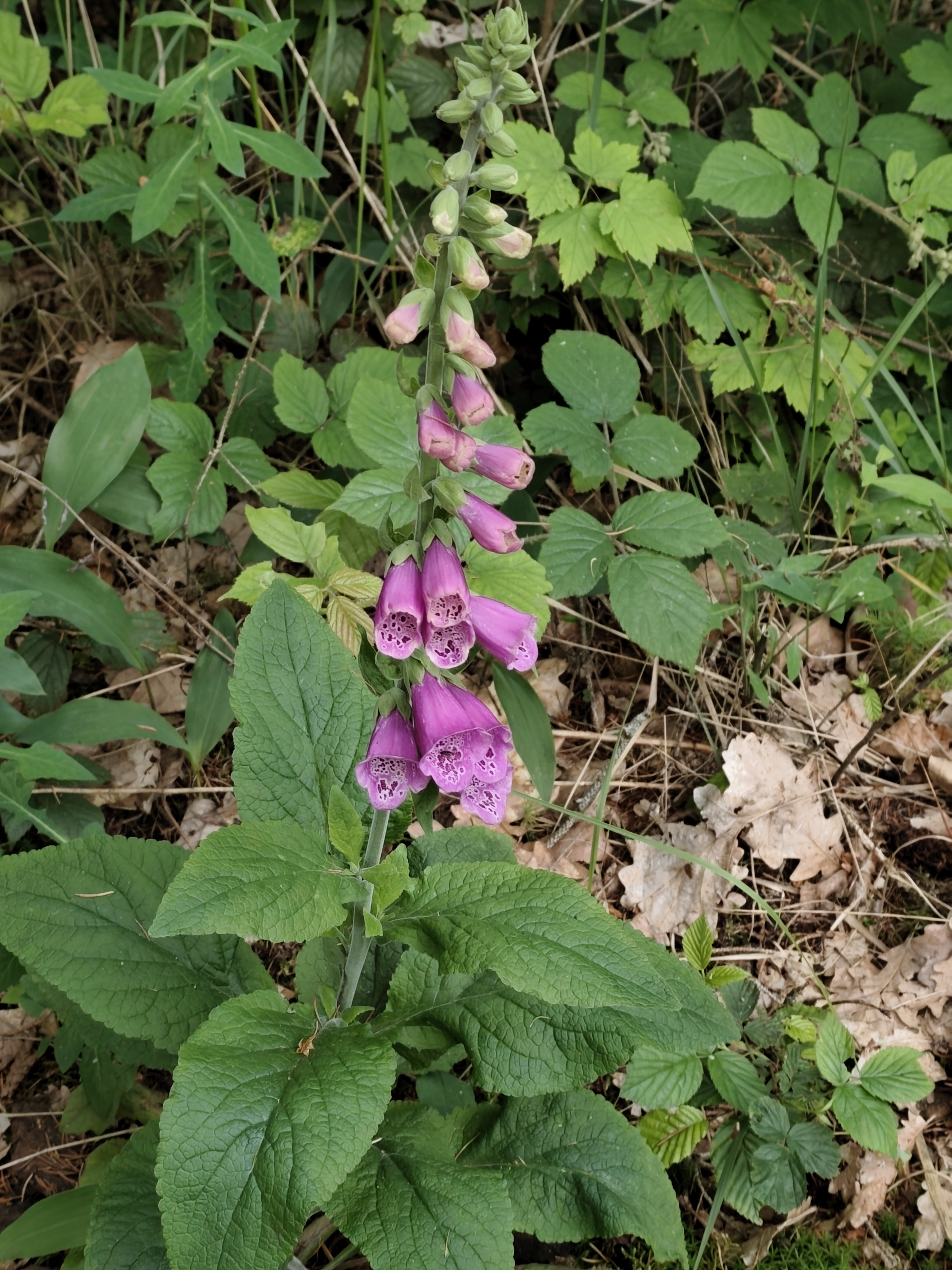 Zvoneček